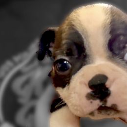 Boston Terriers and Companion Crosses from Bean Creek Bostons