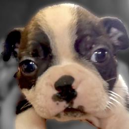 Boston Terriers and Companion Crosses from Bean Creek Bostons