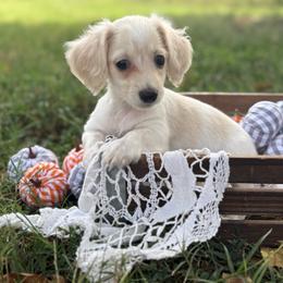 Blondie - Cream female Dachshund puppy in Nashville, Arkansas from Whisenhunt Farms