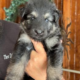 Sierra - Black and tan female German Shepherd puppy in Barnhart, Missouri from Combat Creek German Shepherds