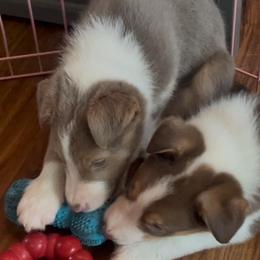 Border Collie Puppies from Collie Wood Hills