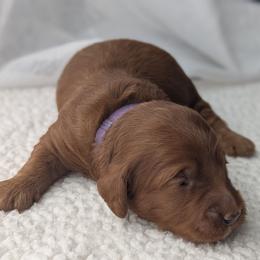 Purple - Red  male Goldendoodle puppy in Connecticut from Valley View Doodles