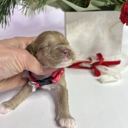 Buddy - Red male Australian Labradoodle puppy in Auburn, California from Poodles and Labradoodles breeder