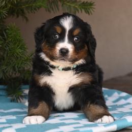 Teal Collar Girl - Tri-color female Bernese Mountain Dog puppy in Loveland, Colorado from Grateful Bernese & Gage's Goldens
