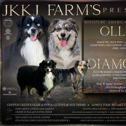 Miniature American Shepherd puppies from JKKJ Farms