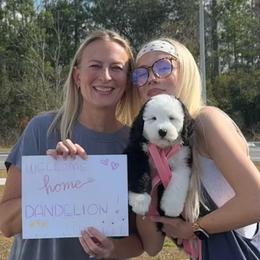 Light blue - Black and white female Sheepadoodle puppy in Archer, Florida from Gainesville Sheepadoodles