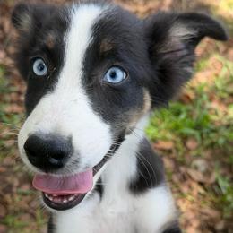 Girl 4 - Black tri-color female Australian Shepherd puppy in Lakeland, Florida from Infinite Aussies