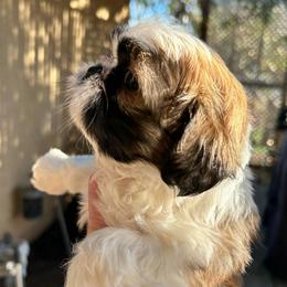 Lizzy - Brindle and white female Shih Tzu puppy in Victorville, California from RUMBLE n TUMBLE