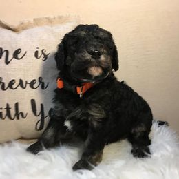 Bernedoodle, Double Doodle, and Goldendoodle Puppies from The Good Doodle