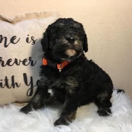 Bernedoodle, Double Doodle, and Goldendoodle Puppies from The Good Doodle