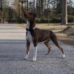 Who - Rat Terrier