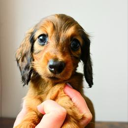 Winnie 2800 - Red female Dachshund puppy in Sylvania, Alabama from Yancey’s Doxies