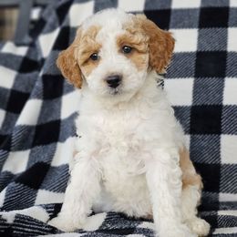 Evergreen - Parti female Goldendoodle puppy in Pittsburg, Texas from Grace Springs Goldendoodles