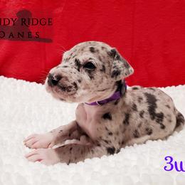 Great Dane Puppies from Windy Ridge Danes