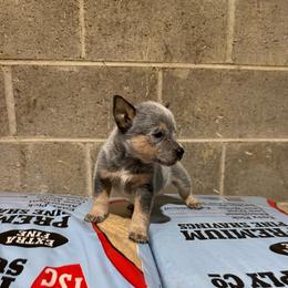 Boy 3 - Blue male Australian Cattle Dog puppy in Hurley, Virginia from BoardCamp Kennels-AKC Australian Cattle Dogs