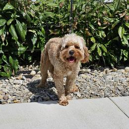 Cavapoo puppies from WW Cavapoos