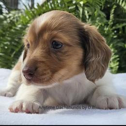 Diesel - Piebald male Dachshund puppy in Ben Wheeler, Texas from Anytime Dachshunds by D.B.