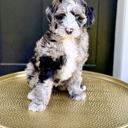 Girl 1 - Blue merle female Bernedoodle puppy in Salt Lake County, Utah from Coco Avenue Pups