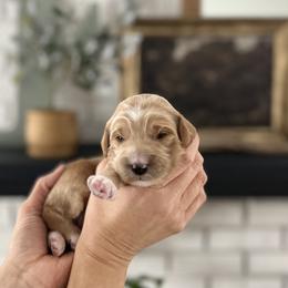 Oakly - Parti male Goldendoodle puppy in S AI Nt John, Indiana from Lulu's Goldendoodles