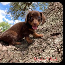 Dachshund and Pug Puppies from Wiggle'n V Ranch