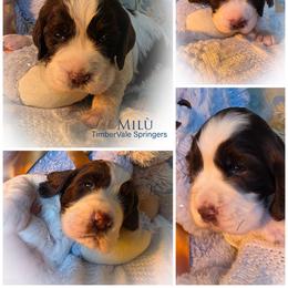 Girl 1 'Milù' - Liver and white female English Springer Spaniel puppy in Silverdale, Washington from TimberVale Springers