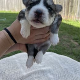 Siberian Husky Puppies from Fly Siberian