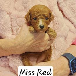 Red - Red  female Goldendoodle puppy in Cumming, Georgia from Chattahoochee Kennels
