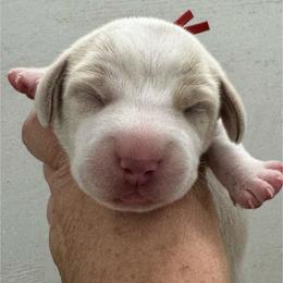 Kenzie - Lemon and white female Beagle puppy in Rogersville, Missouri from Hales Little Beagle Haven