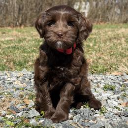 Campbell - Chocolate female Australian Labradoodle puppy in Hackettstown, New Jersey from Sunny Heart Doodles