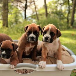 Boxer Puppies from Chippewa Valley Boxers