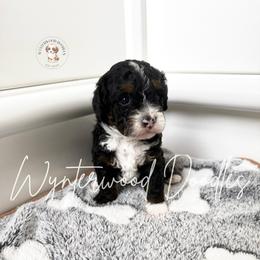 Summit - Mr. Green - Tri-color male Bernedoodle puppy in Tomball, Texas from Wynterwood Doodles