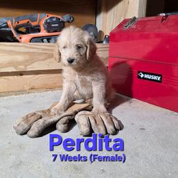 Perdita - Cream female Labradoodle puppy in Genoa City, Wisconsin from Sakura Pups