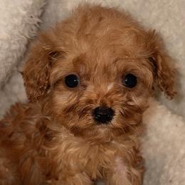 Gogiberry - Red male Cavapoo puppy in El Sobrante, California from Mckendra's Legacy