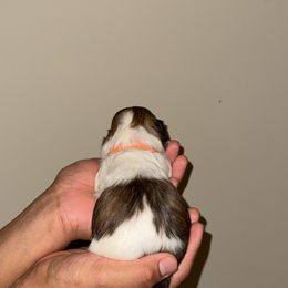 CKC Orange, Female - Gold and white female Shih Tzu puppy in Winston Salem, North Carolina from Shihtzuandoodlenc.LLC