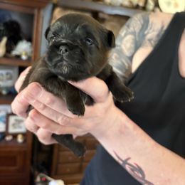 Boy 1 - Black male Brussels Griffon puppy in Ogden, Utah from Shelly's Brussels Griffons