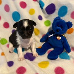 Rory Mcllory - Black white and tan male Rat Terrier puppy in Atlanta, Texas from CaliRats Rat Terriers