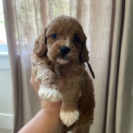 Boston-brown - Blenheim male Cavapoo puppy in Ferndale, Washington from Cavakennels.pnw