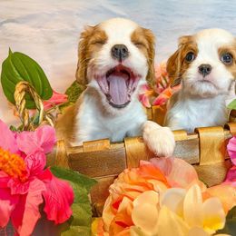 Cavalier King Charles Spaniel Puppies from Faybelle's Cavaliers