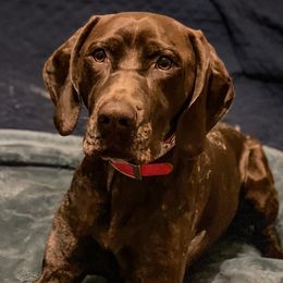 German Shorthaired Pointers from Honor Points Kennel