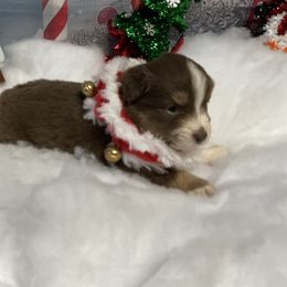 Ariat - Red tri female Miniature Australian Shepherd puppy in Signal Mountain, Tennessee from D & D Miniature and Toy Australian Sheppards
