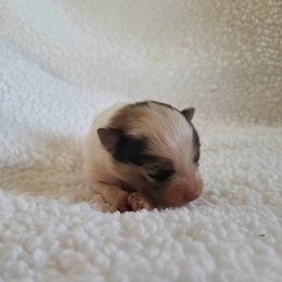 Pomeranian Puppies from Mckee's Pomeranians