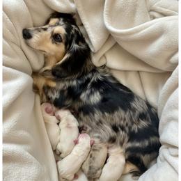 Lulu - Dachshund
