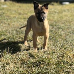 Boy 2 - Gold brindle Dutch Shepherd puppy in Watertown, Connecticut from APACHE CANINE