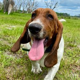 Fred - Basset Hound