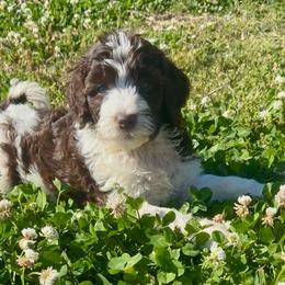 Purdy - Brown and white female Aussiedoodle puppy in Denton, Maryland from Royal Conron Doodles