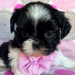Hannah - Black and white female Shih Tzu puppy in Hemet, California from Aloha Shih Tzu
