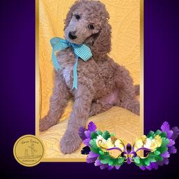 Ms Lime - Apricot female Poodle puppy in Ocean Springs, Mississippi from Forever Summer Standard Poodles