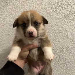 Kelli - Red female Pembroke Welsh Corgi puppy in Helmville, Montana from Calie’s Corgis