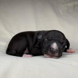 Bentley - White and black male Italian Greyhound puppy in Haywood, Kentucky from Kentucky Greyhounds