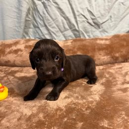 Sparky - Chocolate male Boykin Spaniel puppy in Van Buren, Arkansas from Arklahoma Boykins